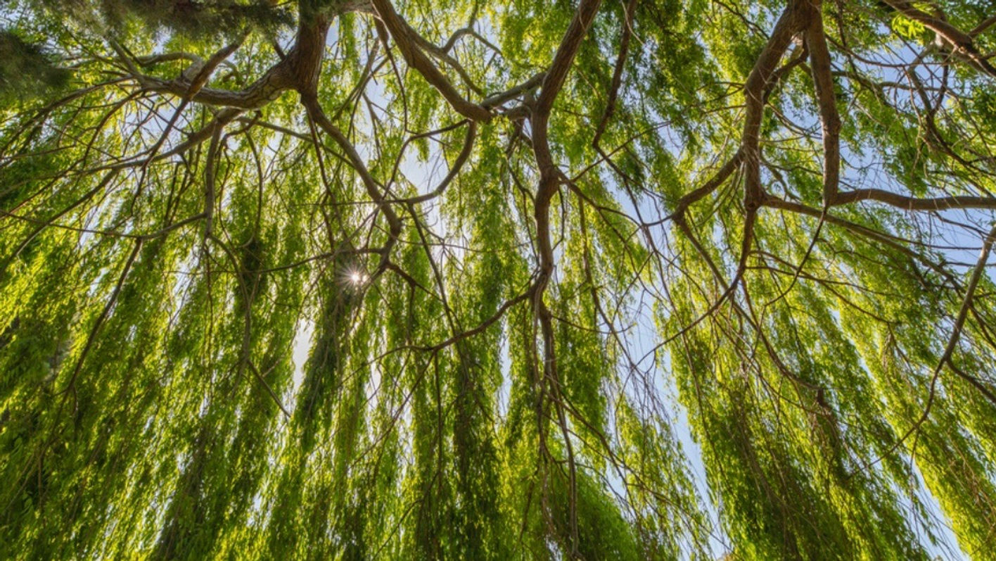 Herbs of the Goddess: Top 10